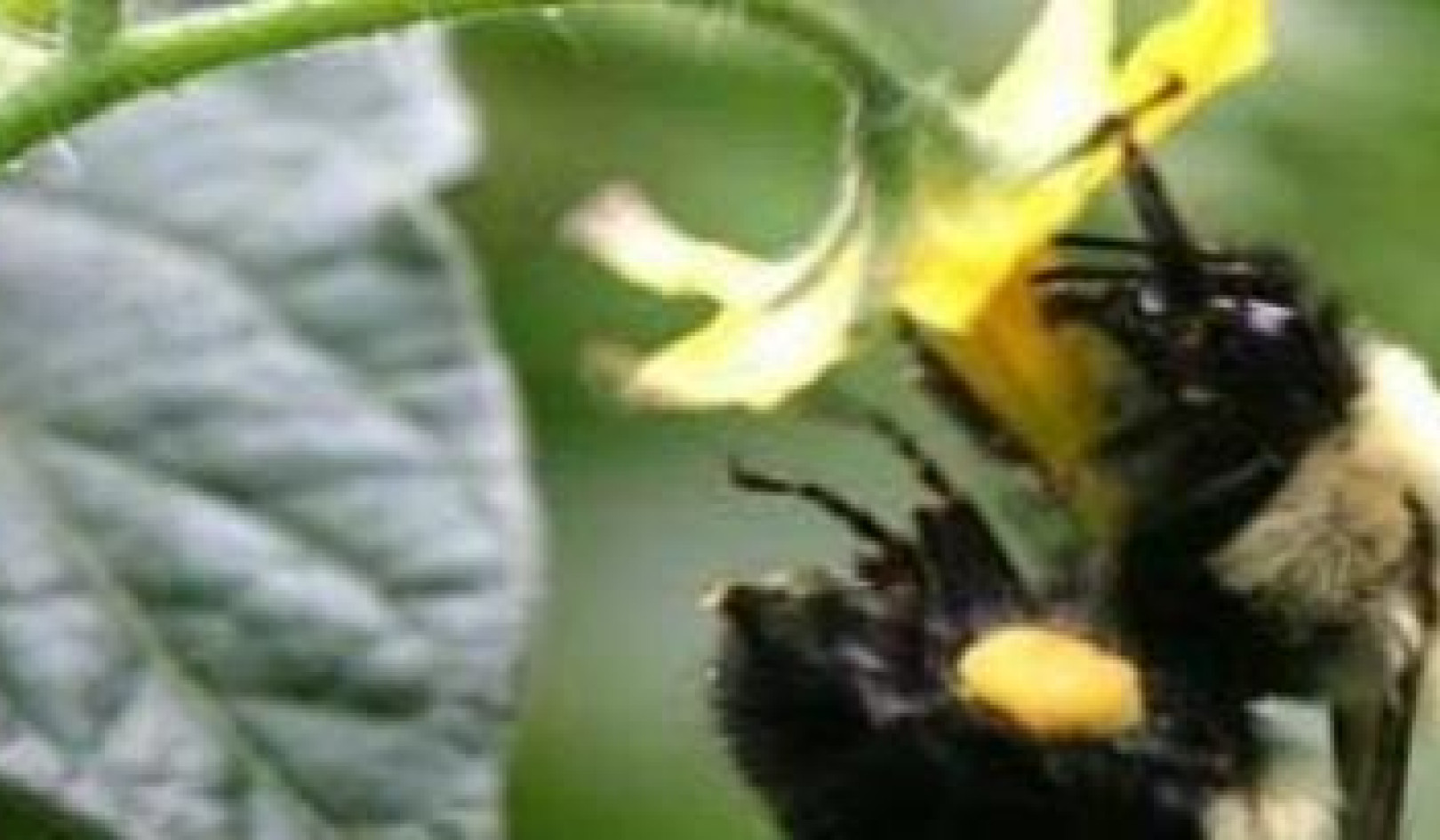 Impact of Pollinator Decline on Food Security